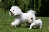 BICHON FRISE 574